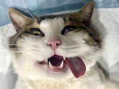 -荔康动物医院(康王北路店)