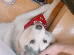 -Husky Go! 哈士奇体验馆·宠物咖啡厅狗咖