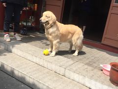 -百好乐宠物友好餐厅(朝外大街店)