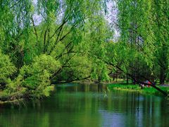 -上海共青森林公园