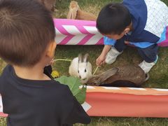-杭州湾海上花田景区
