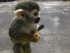 -西安秦岭野生动物园