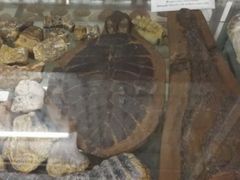 -世界昆虫与自然奇观博物馆