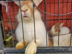 -小鱼草莓采摘园农家乐·小鱼餐厅