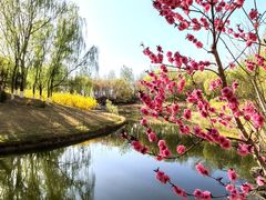 -大兴滨河森林公园