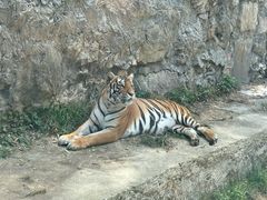 -栾川竹海野生动物园