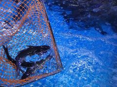 -石锅苗苗鱼(武汉首店)