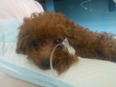 -瑞派宠物医院·24小时骨科·心脏·核磁(哈尔滨南岗店)