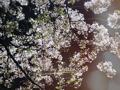 -武汉大学-樱园