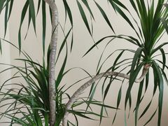 -星美科技皮肤管理中心(国贸店)