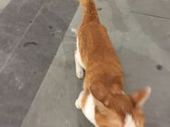 -狗撵鸭(泰山公寓店)