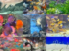 -上海海洋水族馆