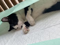 -灵美宠物诊所
