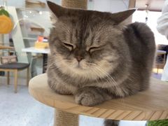 -喵园·猫主题咖啡厅·撸猫·猫咖(国贸店)