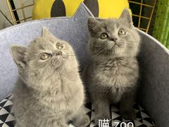 -喵zoo家庭繁育猫舍(尖东智能花园店)