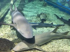 -福州罗源湾海洋世界旅游区