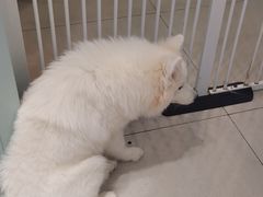 -安格丽娜·狗咖·猫咖羊驼咖(春熙路百盛商场店)