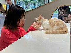 -飞行喵MR PILOT|猫舍·猫咖(静安大融城店)