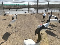 -盐城丹顶鹤湿地生态旅游区