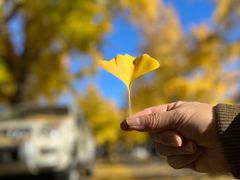 -三里屯东五街银杏大道