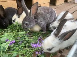 -浅山蜜塘奇妙乐园·亲子营地