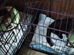 -瑞派名望志远动物医院·猫科·內科·异宠专科(直港大道店)