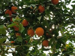 -南通洲际绿博园