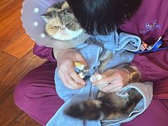 -北京观赏动物医院·24小时大型综合·猫专科·异宠专科