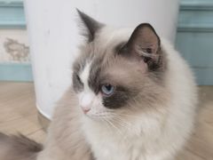 -安格丽娜·狗咖·猫咖羊驼咖(春熙路百盛商场店)