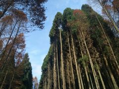 -山王坪喀斯特国家生态公园