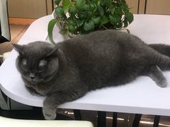 -贝利宠物医院·骨科·眼科·肿瘤转诊中心(南坪诊疗中心)