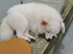 -怪兽屋·羊驼·猫咖·狗咖(俊华广场店)