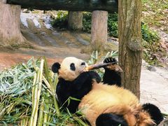 -都江堰中华大熊猫苑