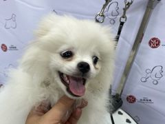 -伟伟宠物医院·CT影像中心·瑞派犬猫综合性门诊(汉口总院)