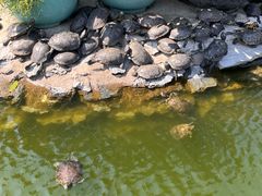 -八景休閒山莊  廣東十大名山莊