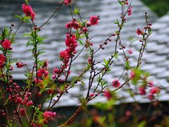 -桃花涧