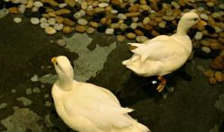 -Zoolung Zoolung动物主题公园(海信广场店)