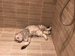 -芭比堂动物医院·犬猫全科·异宠专科(雁塔分院)
