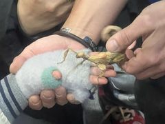 -上海大自然野生昆虫馆(东方明珠·爬宠昆虫探索中心)