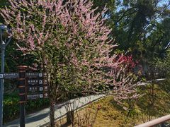 -金鸡山公园