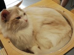-飞行喵MR PILOT|猫舍·猫咖(静安大融城店)