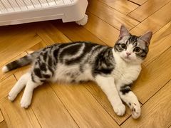 -猫大福·Fortune Cat猫舍(百子湾店)