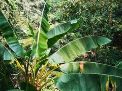 -西双版纳原始森林公园