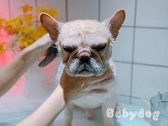 -BABYDOG宝贝狗宠物乐园(欧洲城店)