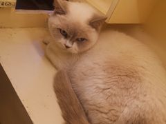 -猫小院猫主题咖啡厅(北锣店)