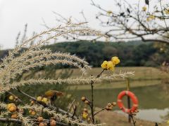 -无锡梅园公园