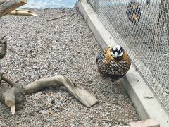 -青藏高原野生动物园