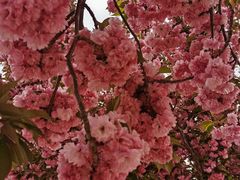 -古柏渡丰乐樱花园