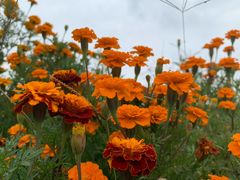 -白鹭湾湿地公园