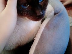 -吉丁鸟咖·异宠·寄养